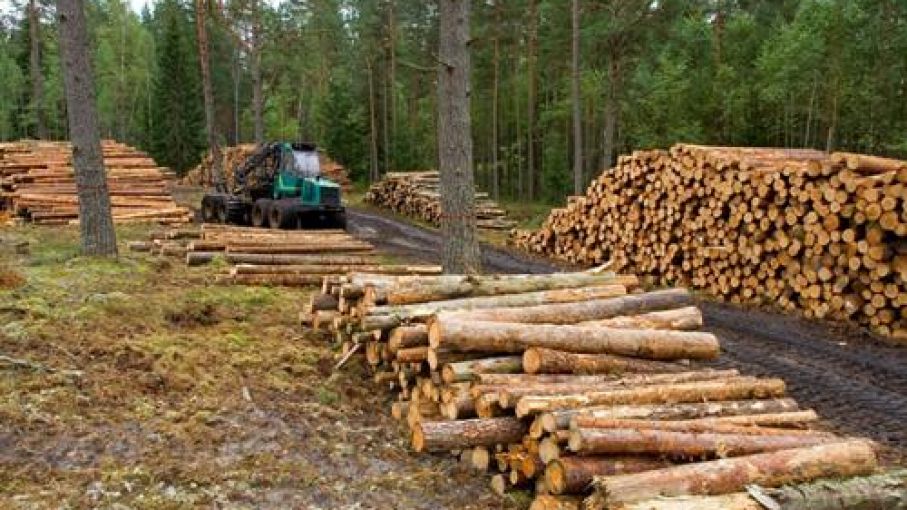 El nivel de actividad de la industria maderera muestra contrastes desde inicio de Covid
