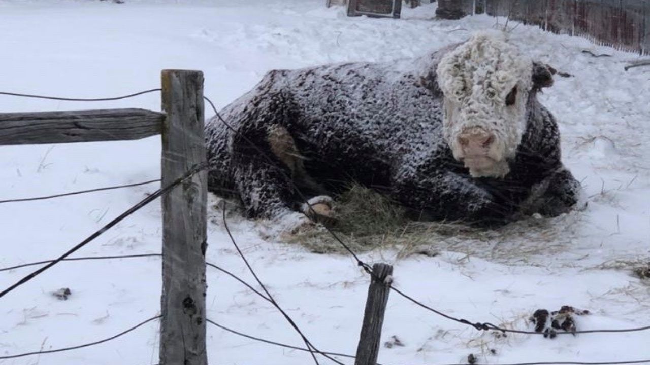Relevan la mortandad de animales tras el temporal de nieve y asisten a productores