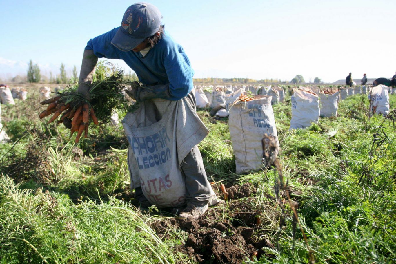  El 24% del empleo nacional viene del agro