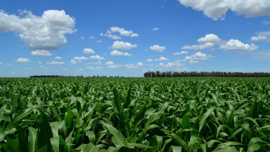 Más del 90% de la superficie sembrada con maíz en Entre Ríos presenta óptimas condiciones