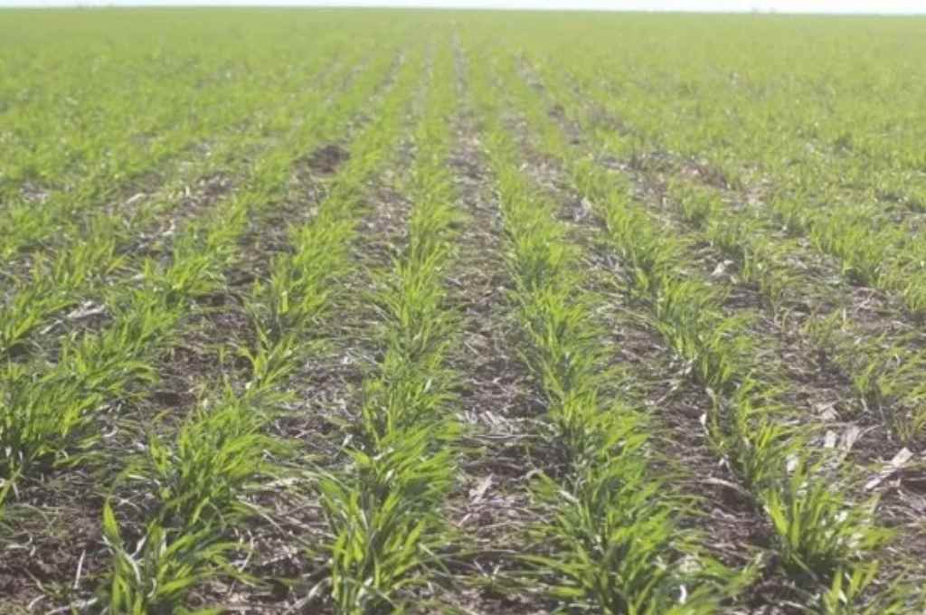 Buenas condiciones en los cultivos estivales de Córdoba a pesar de la falta de lluvias