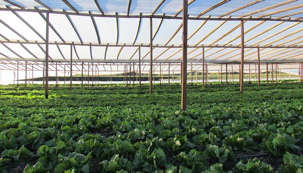 Crean un "clúster hortícola" para que familias del Noroeste cultiven alimentos