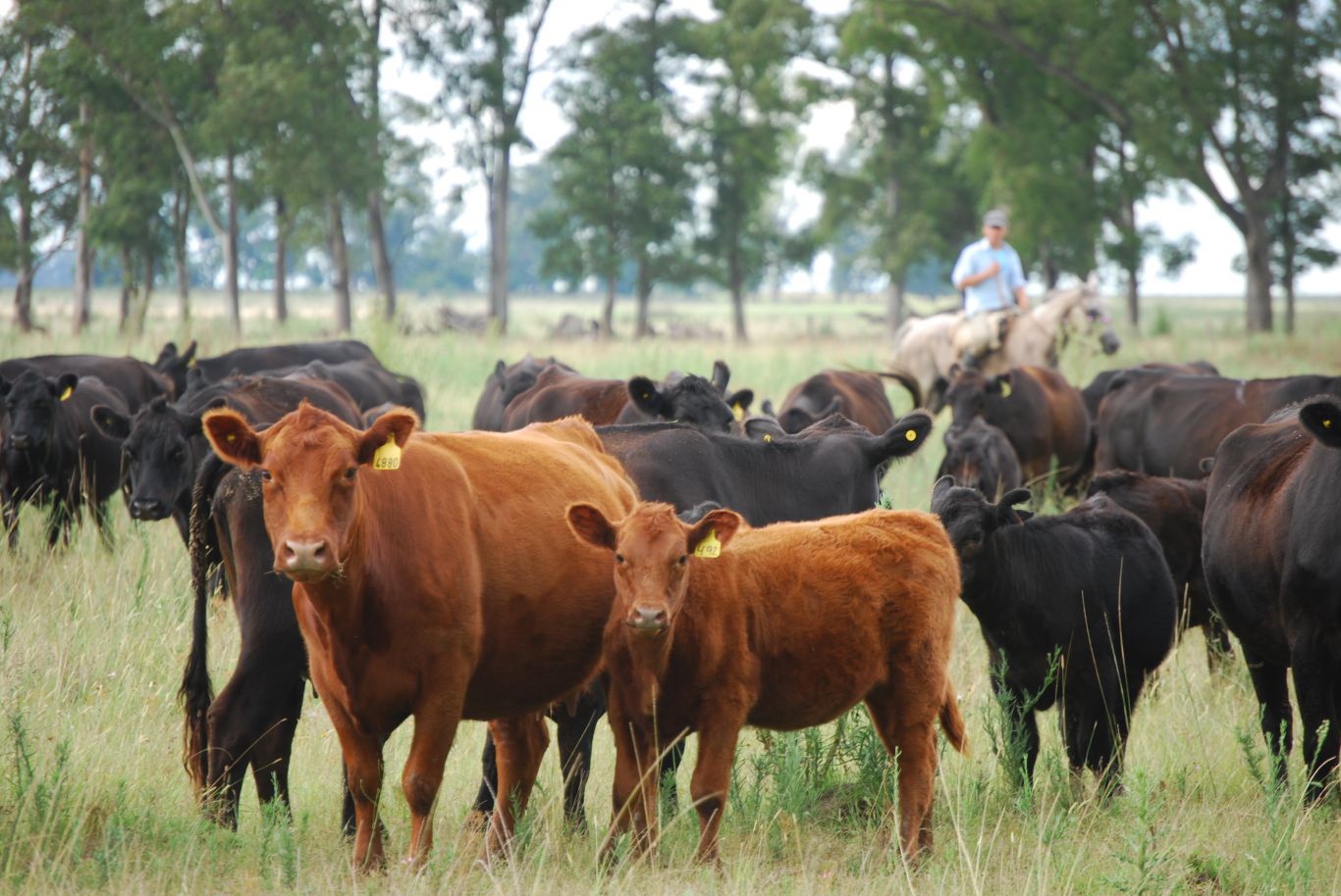 Señalan que la garrapata común bovina resiste a la ivermectina