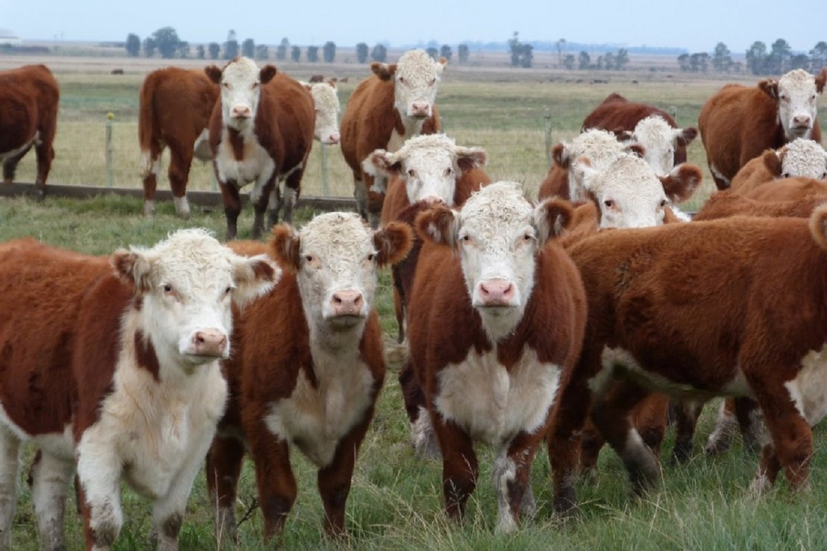 Panorama internacional de la carne