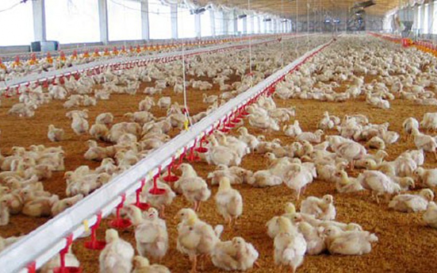 "La alternativa era aumentar el pollo"
