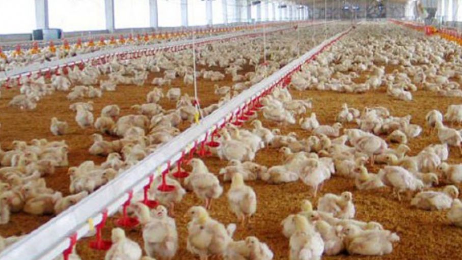 Buscan proteger la producción avícola