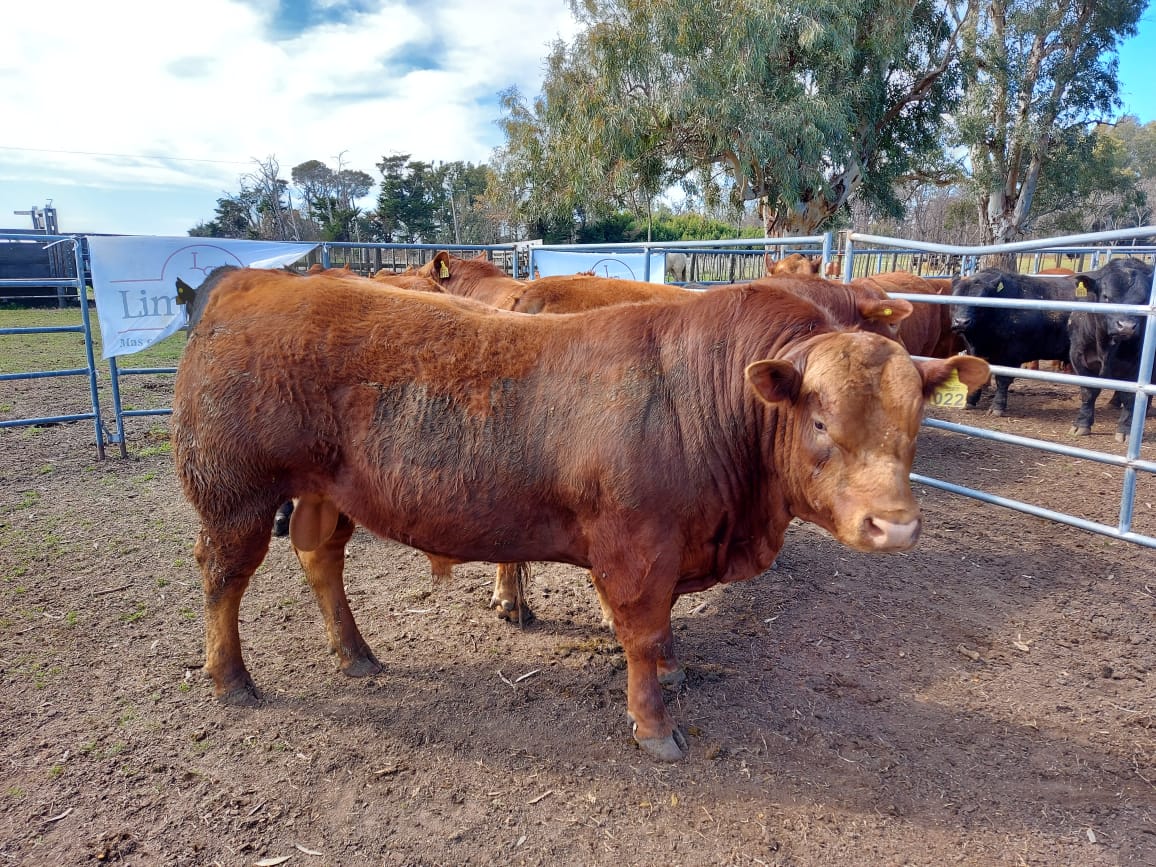 Se desarrolló la jura fenotípica de toros Limangus en la Chacra Bellocq