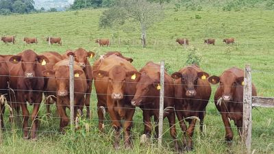 Sequía en Mendoza: aseguran que "la situación es crítica" y temen por la producción
