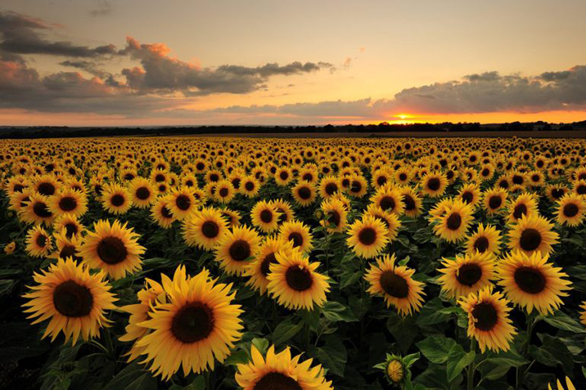 Una campaña con todo el potencial del sorgo y girasol