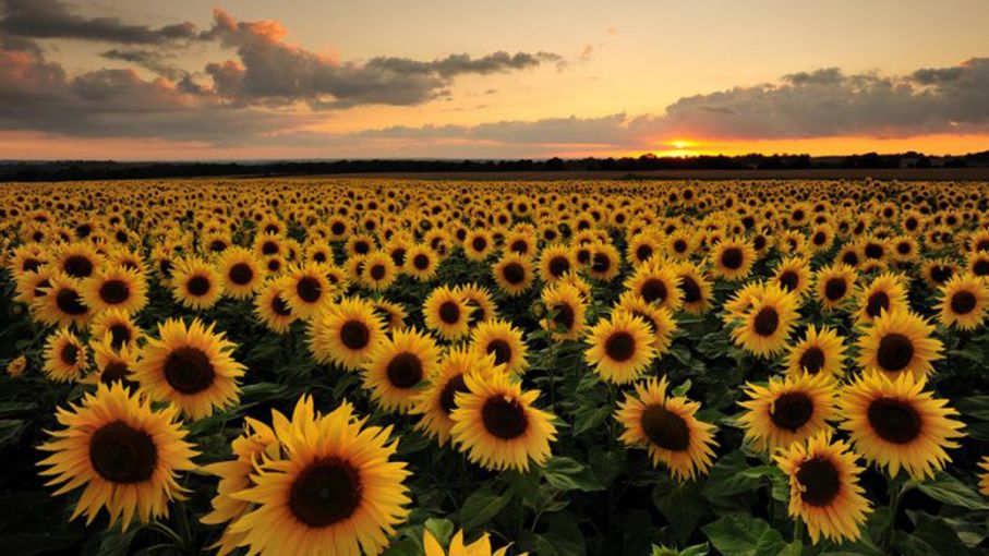 El área implantada de girasol creció 8% interanual en zonas de la Bolsa de Cereales bahiense