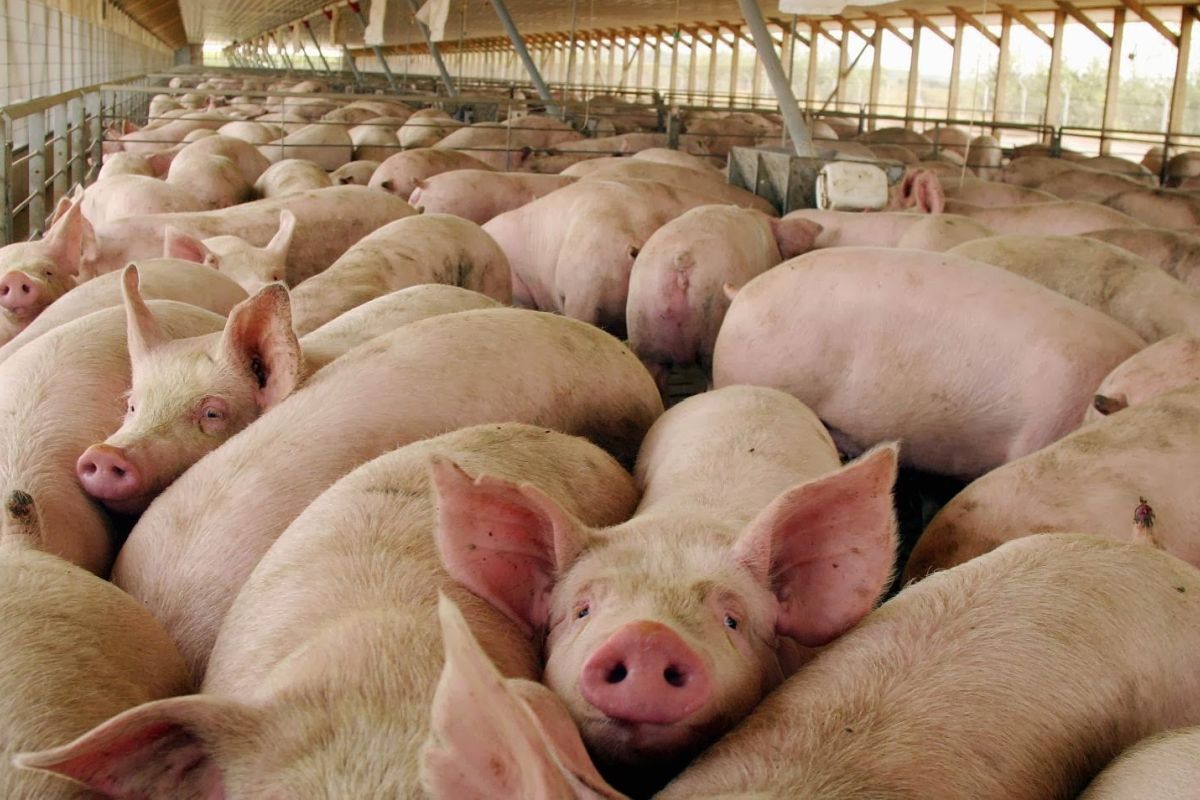 Agosto registró una producción de 66 mil toneladas de carne de cerdo