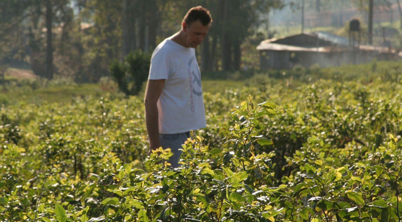 La zafra de té se extenderá hasta el 31 de mayo próxImo en Misiones