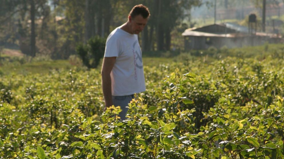 La zafra de t se extender hasta el 31 de mayo prxImo en Misiones