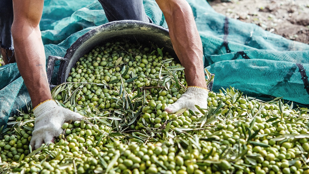 Preocupa que no lleguen trabajadores "golondrinas" para las diferentes cosechas
