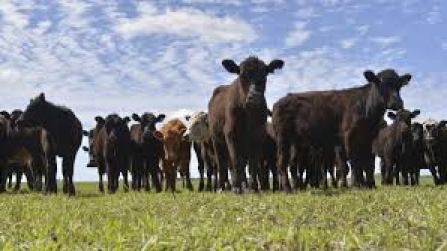 Qué significa contar con la primera cepa vacunal contra la Leucosis bovina