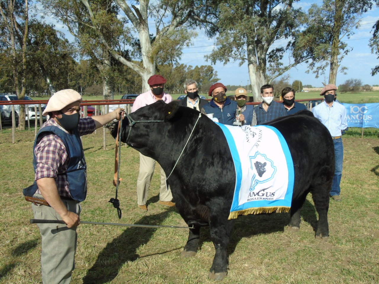 La jura de Angus se lució en la Exposición Rural de Bahía Blanca