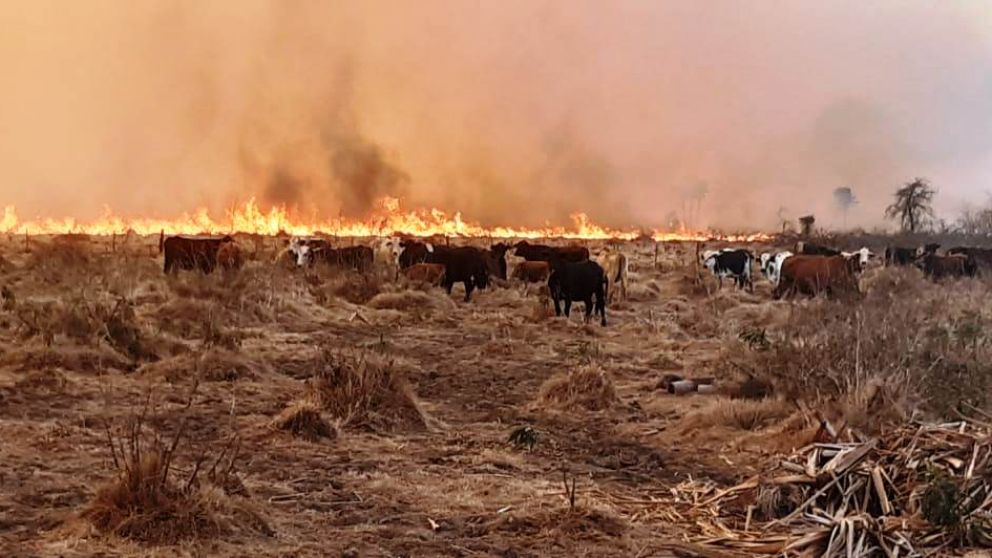 Chubut y Ro Negro mantienen focos activos de incendio forestales