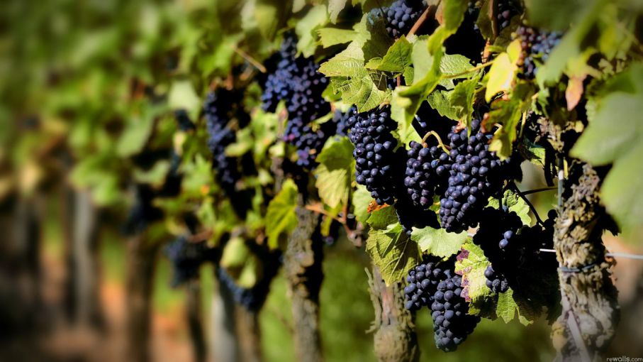 Cancillería capacitará a trabajadores de embajadas argentinas para promover al sector vitivinícola