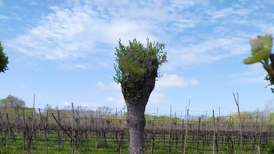 Lobesia Botrana: Se incorporó la vigilancia en plantaciones de vid de Berisso