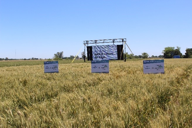 Bioceres recibe la aprobación regulatoria del trigo HB4® en Argentina