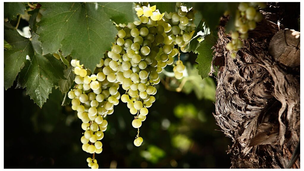 Sector vitivinícola celebra la Semana del Torrontés Riojano con producción y exportación en alza
