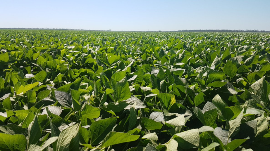 Un productor entrerriano necesita 1.087 kilos de soja de segunda por hectárea para cubrir costos
