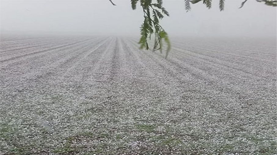 Solicitarán que se declare estado de emergencia y desastre agropecuario por granizo en Río Negro
