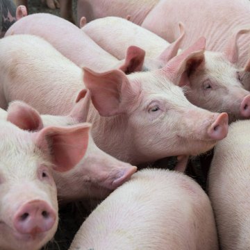 Estados Unidos y Vietnam firman un acuerdo de U$D500 millones para formar un "Consorcio Porcino"