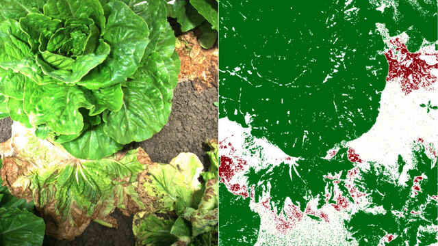 Agricultura computacional, el último proyecto de Google revolucionará el campo