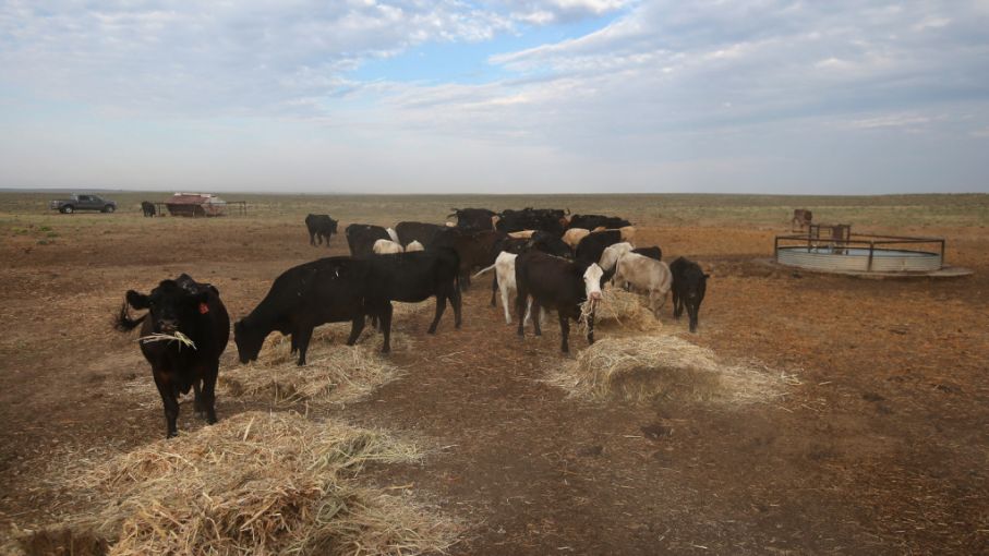 Salta declaró la emergencia agropecuaria en dos departamentos a causa de la sequía