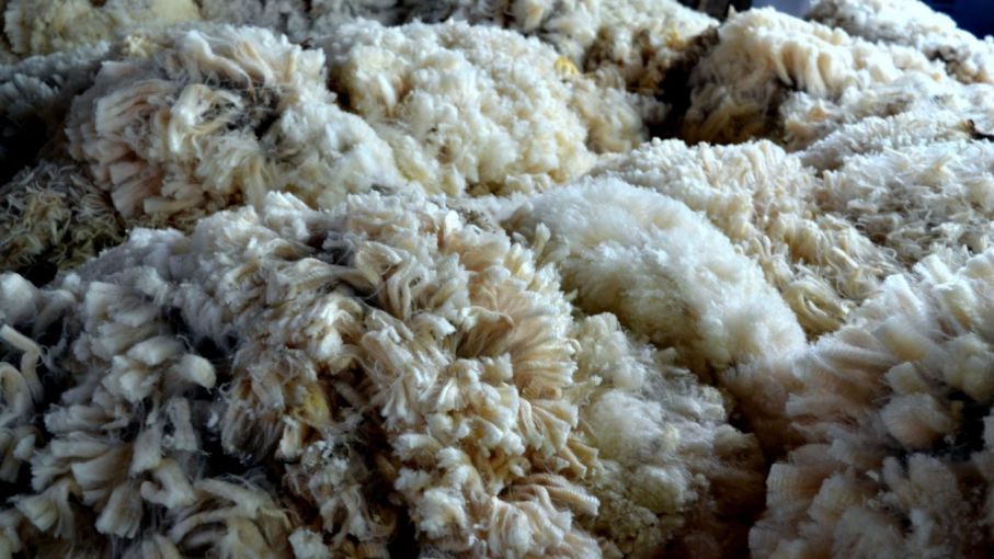 En Neuquén acumulan dos zafras de lana con un volumen de 121.000 kilos