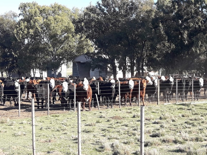 Recomendaciones para evitar el estrés térmico en los animales durante la época estival
