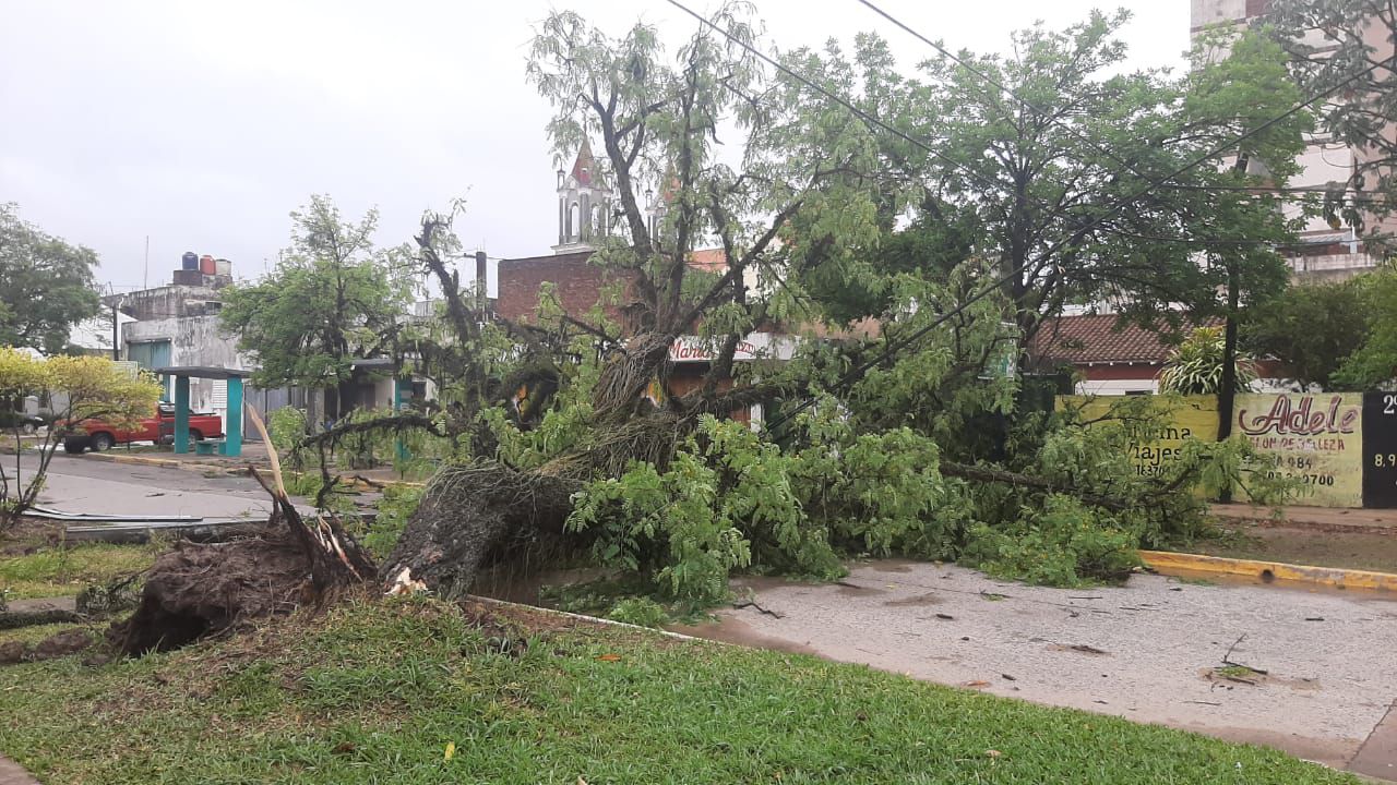 Más de 70 árboles caídos y otros daños por un temporal de viento y lluvia en Formosa