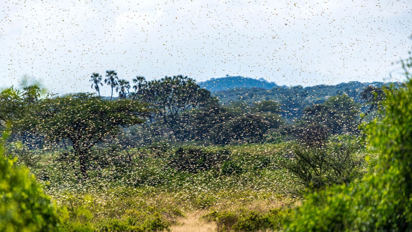 Monitorean una manga de langostas que se instaló en las yungas jujeñas