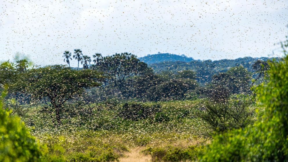 Monitorean una manga de langostas que se instal en las yungas jujeas