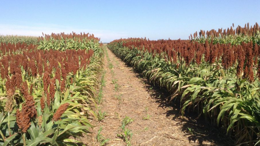 El sorgo 2020/21 llegó a los 200 u$s/tonelada: vale casi 25% más que el maíz tardío