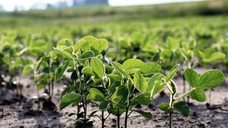 Agricultura y cadena de la soja buscan impulsar el crecimiento de la producción
