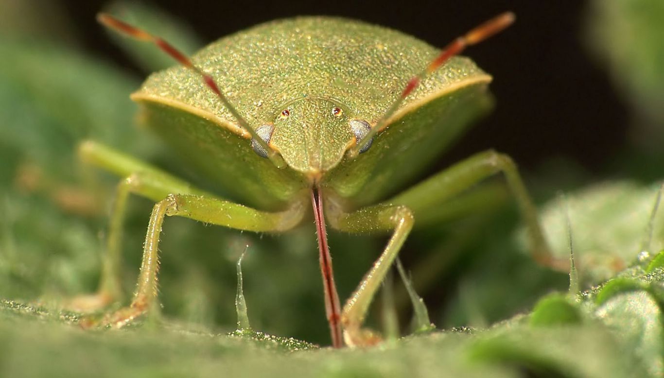 La saliva de la chinche verde, clave en el daño a la semilla de soja