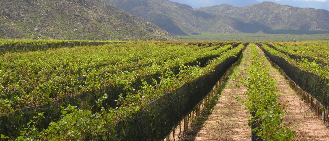 Productores riojanos piden a la provincia créditos y protocolos ante el inminente inicio de cosechas