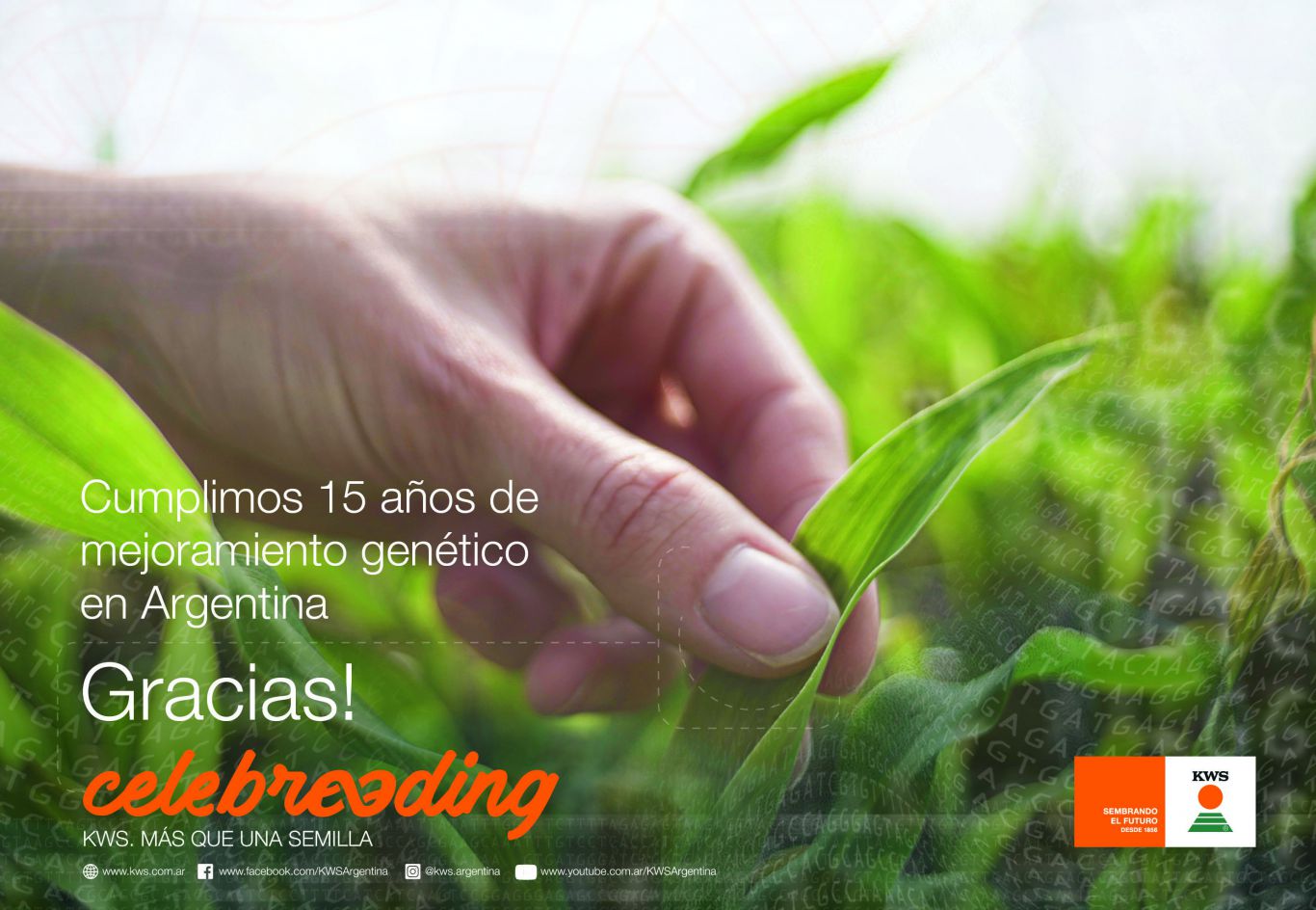KWS: 15 años brindando soluciones a los productores argentinos