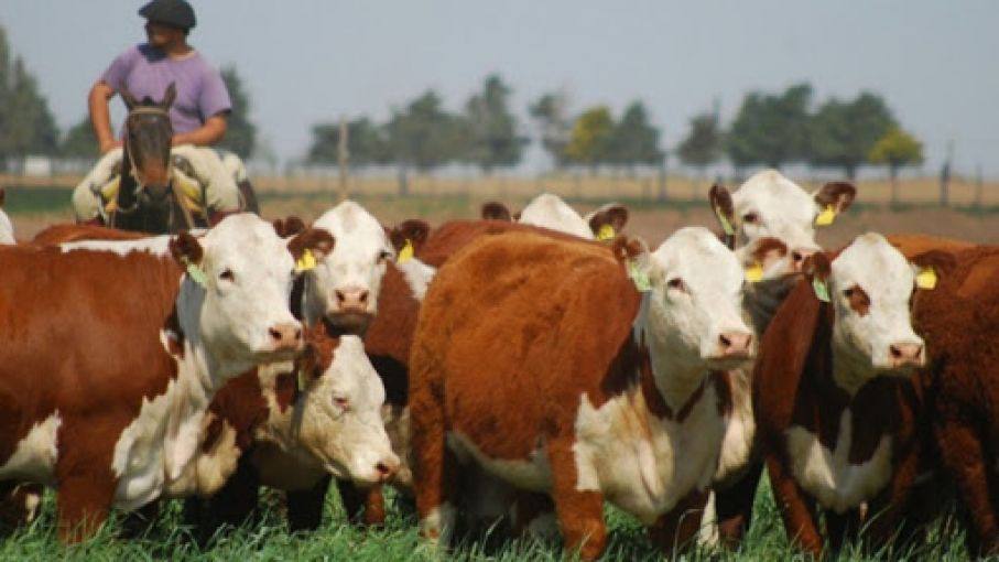 El Gobierno bonaerense presentó los laboratorios donde se realizarán testeos a toros