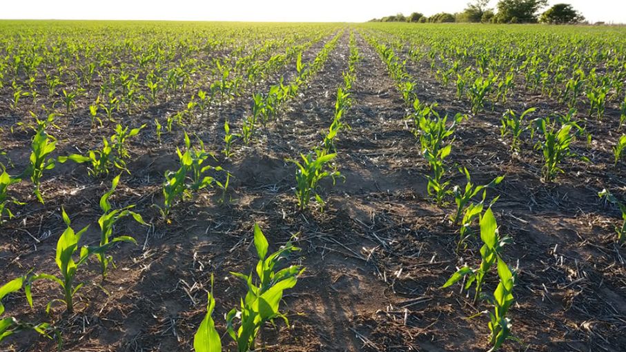 Cobran impulso las siembras de soja, maíz y girasol