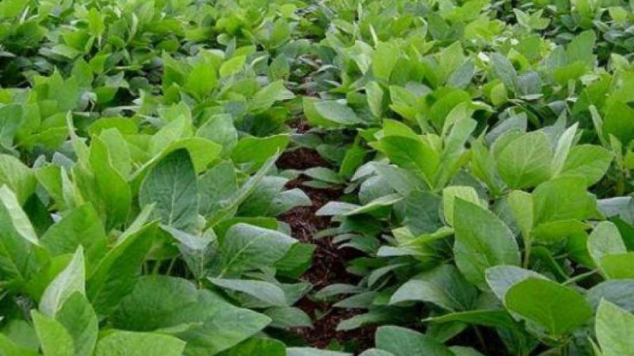 El área implantada de soja llega a 2,65 millones de hectáreas en zonas de la Bolsa bahiense