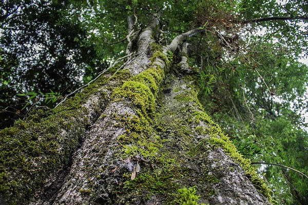 Destinaran US82 millones para combatir la deforestación en la Argentina