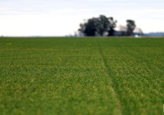 Bolsa Rosario baja estimación cosecha trigo Argentina a 16,7 mln T, cifra más baja en cinco años