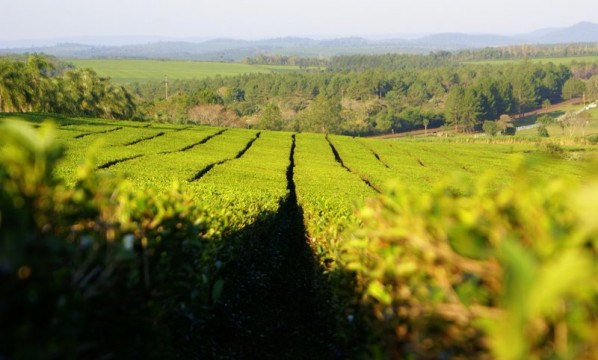 Créditos para la cosecha y exportación de té en Misiones