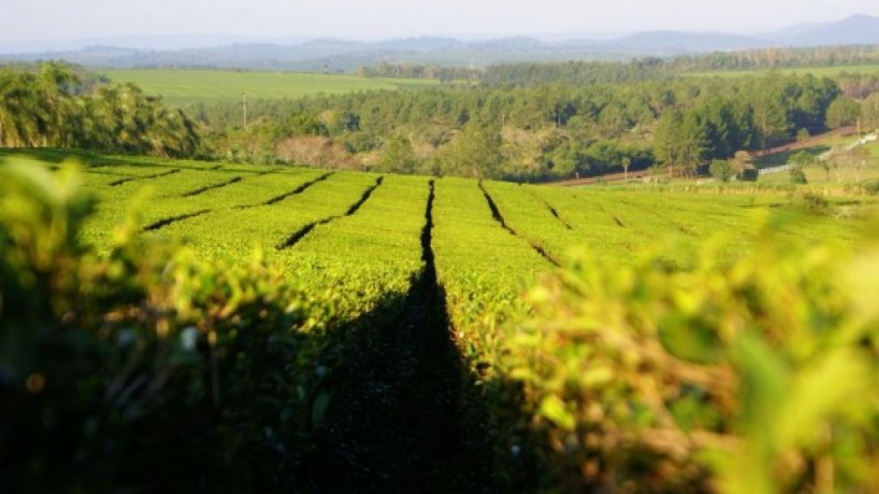 Crditos para la cosecha y exportacin de t en Misiones