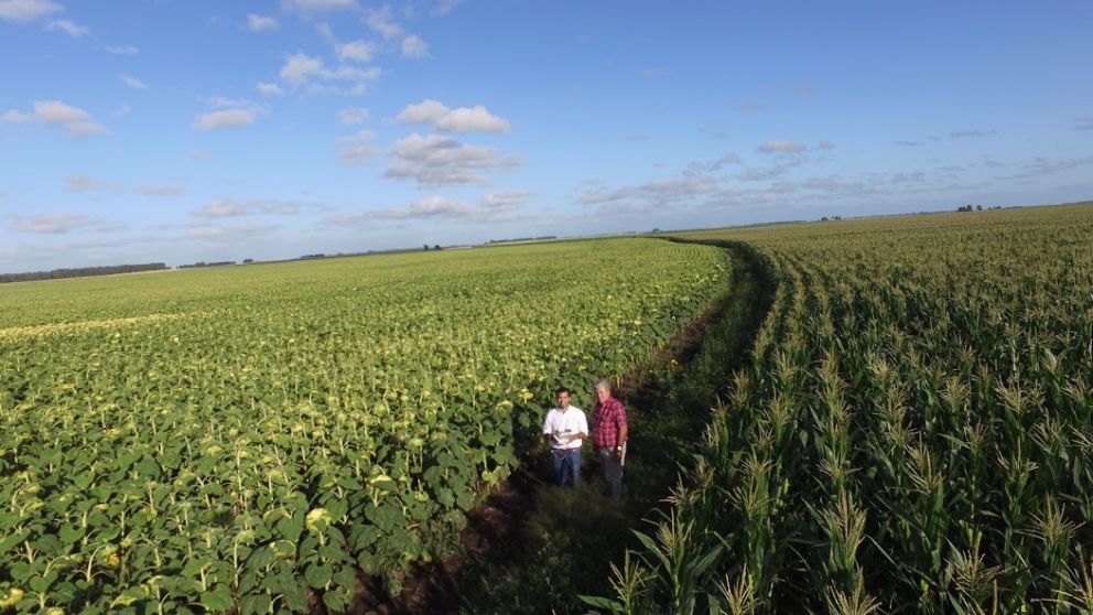 Prevn 16 % ms de girasol en la siembra 2020/2021