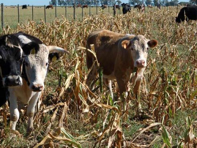 Piden que se declare la emergencia agropecuaria por sequía