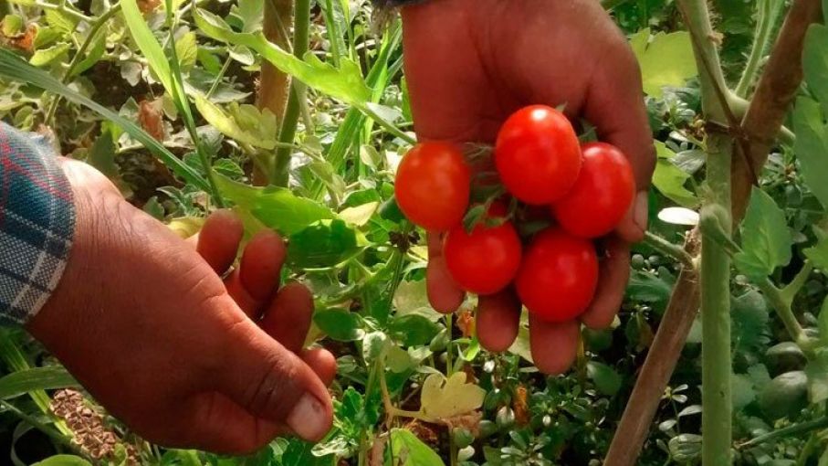 Avanza el uso de fertilizantes en la horticultura